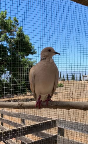 Lady Marmalade Dove Bird