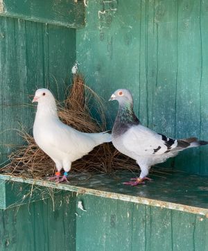 Cooper w/ Jessie Pigeon Bird