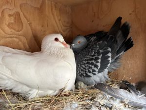 Hermione w/Freddie Pigeon Bird