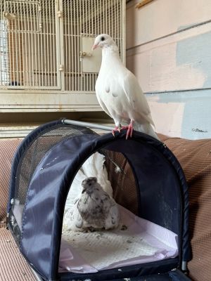 Snow is a slender elegant semi-Fantail pigeon whose snow white feathers include a few peeks of sand