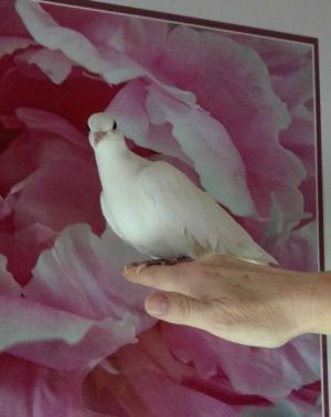 This poor little dove and its mate came to Palomacy when their owner died and a kind neighbor helped