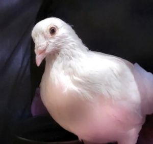 Delphi is a beautiful curious homer pigeon who was found lost and alone most likely a very lucky