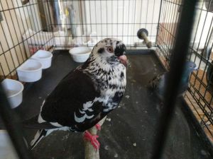 Clyde w/ Bonnie Pigeon Bird