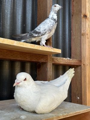 Bonk w/ Jeffrey Pigeon Bird