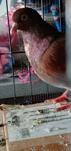 Fern Pigeon Bird