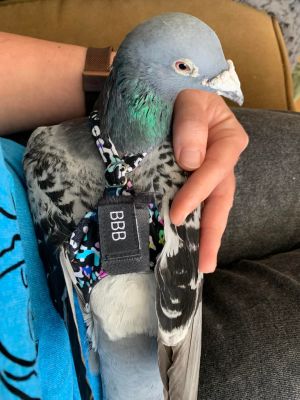 Rumble Pigeon Bird