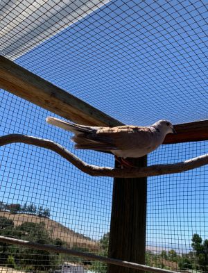 Button Dove Bird
