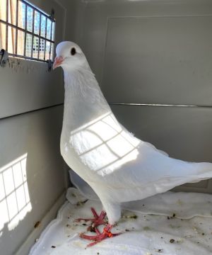 Update 112021 Poppy has grown up into a very handsome young manbird  married his childhood sweeth