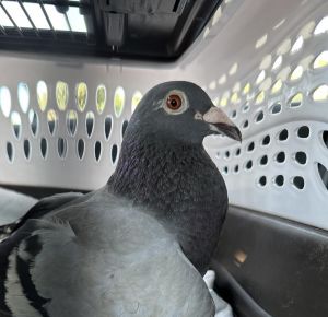 This lil cutie has quite the remarkable story Its one that begins out at sea The Caribbean Sea 
