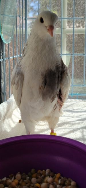 Contrary to his name Mello is a very energetic and curious bird who came into Palomacy with injurie