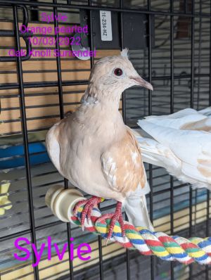 Sylvie Dove Bird