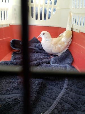 Update 1032022 Argyle and Skye have been returned to Palomacy for no fault of their own This lov