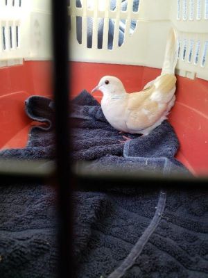 Argyle w/Skye Dove Bird