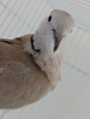 A kind person found domestic ringneck dove Cargo on the street alone and confus