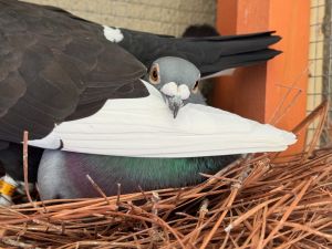 Abby w/Sprocket, Adult Male Pigeon