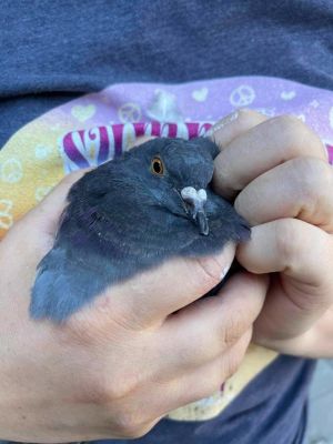 Beakers is a gentle easy-going curious happy soul Beakers was rescued from the feral pigeon life