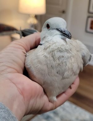 Eunice is a sweet ringneck dove hen who was brought stray into WildCare in San Rafael A Palomacy vo