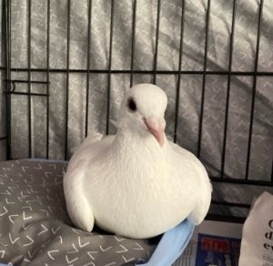 Welcome to Palomacy little pigeon This kids name is Caper Caper was found thin weak and walkin