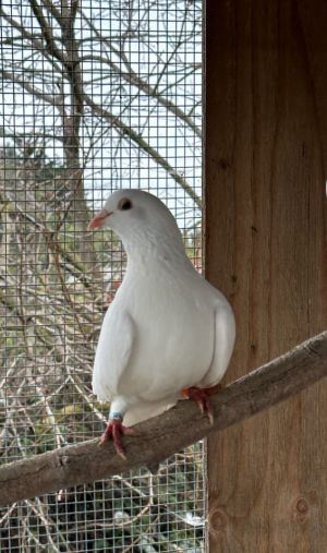 Update 12322 Unfortunately Slims mate Sunny developed some reproductive issues and we had to 