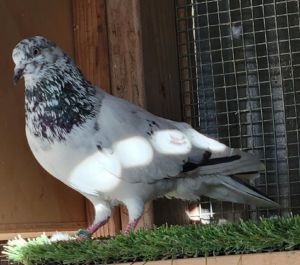 Speckie Pigeon Bird