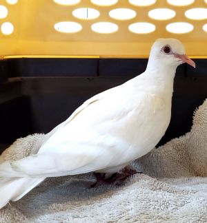 Aster short for Asteroid is a lovely white ringneck dove who literally fell out of the sky Most 