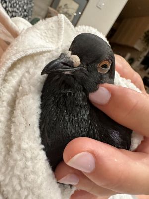 Cats have nine lives but some pigeons like Ace have just as many if not more Ace is a story
