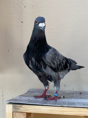 Amelia Toppins is an extremely lucky pigeon He we thought for a long time that he was a she 