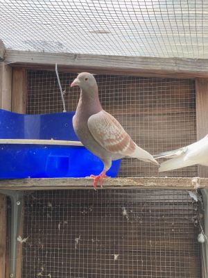 Devoted pair Mork  Mindy came into Palomacy when their person lost their housing and had to rehome 