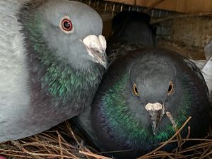 Dearheart w/Revali, Adult Female Pigeon