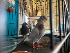 Beanie is a cute lil bean with luck on her side She is a hawk attack survivor who was thankfully