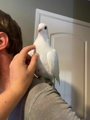 Henri is a beautiful curious gentle pigeon still recovering from a rough start