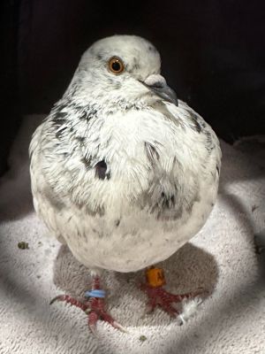 Marley is a spicy bird who stands up for themselves and likes to challenge their foster mom whenever