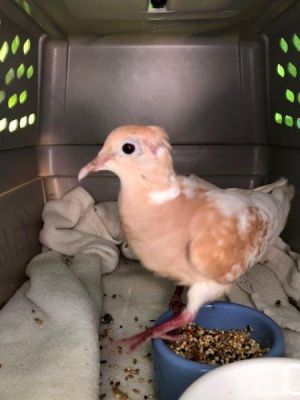 Update 1032022 Skye and Argyle have been returned to Palomacy for no fault of their own This lov