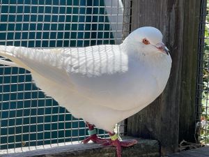 Update 04092024 Clever had met a wonderful pigeon named Lemon and fell in love With his new wif