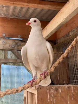 King pigeon Trevor is a miracle survivor He lived in the backyard and under the eaves of a house be
