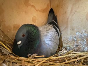 Update 6123 Higgins is a high energy highly social  very bi-cultural avian-human pigeon He 