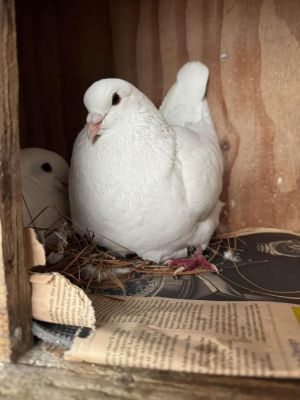 Update Layla is now married to a gorgeous fellow King named Sam and is residing in a volunteers fo