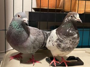 Update 110723 Were so sad to report that Umas mate Speckle has passed Update 8222 Lets t