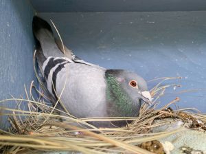 Uma, Adult Male Pigeon