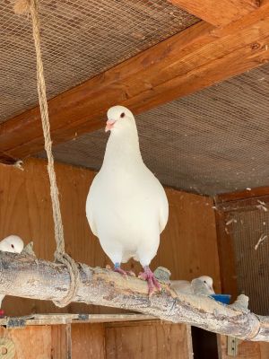 NOVEMBER 2021 UPDATE Regalia is all grown up  a very intense manbird He was married to a small t