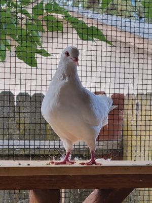 Big boy Bounty is bountiful indeed This cutie recently transferred to Palomacy from a wildlife resc