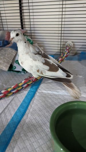 Chip is a very young ringneck dove who is just starting to come into himself as a handsome young man