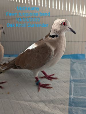 Young McDreamy was an oops baby who came to Palomacy when their person surrendered a flock of 14 d