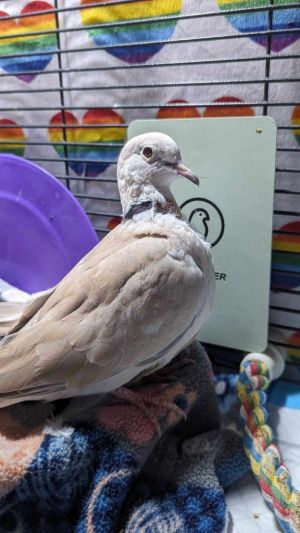 Colm is a quiet fella who has the softest coo coo Hes an older dove who has trouble seeing and