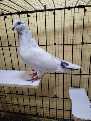 Angel is a sweet girl who was rescued by a conscientious young man on his way home from school Ange