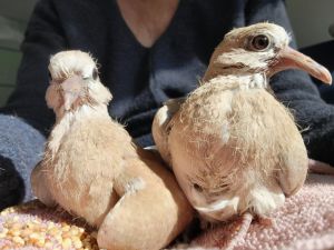 You can see from the photo how baby Tuba on the right got his name Now hes a more grown-up