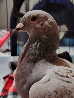 Wish Pigeon Bird