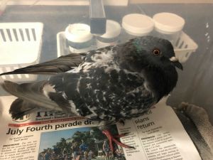 This is Nate a thrice-rescued twice-released little feral pigeon His rescuer found him this time 