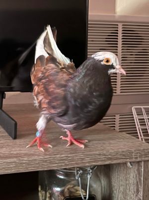 Nutmeg is a unique-looking pigeon who self-rescued in Oakland A shy but curious guy who escaped fro