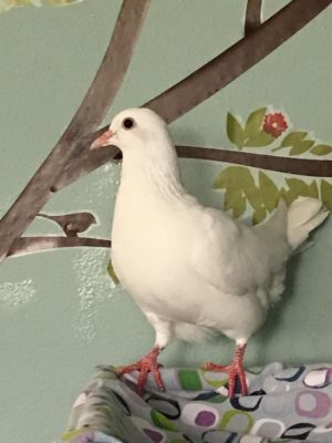 Dumpling w/Sam Pigeon Bird